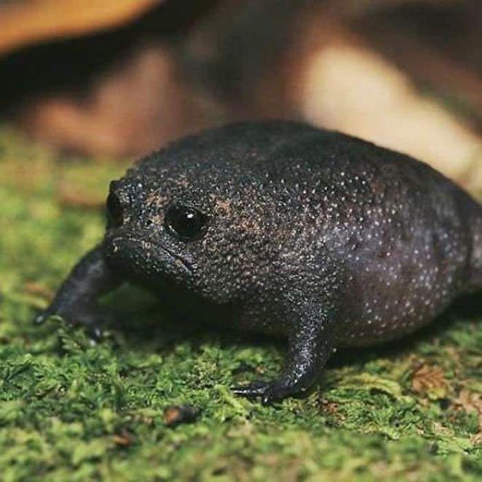 Самая угрюмая чёрная лягушка