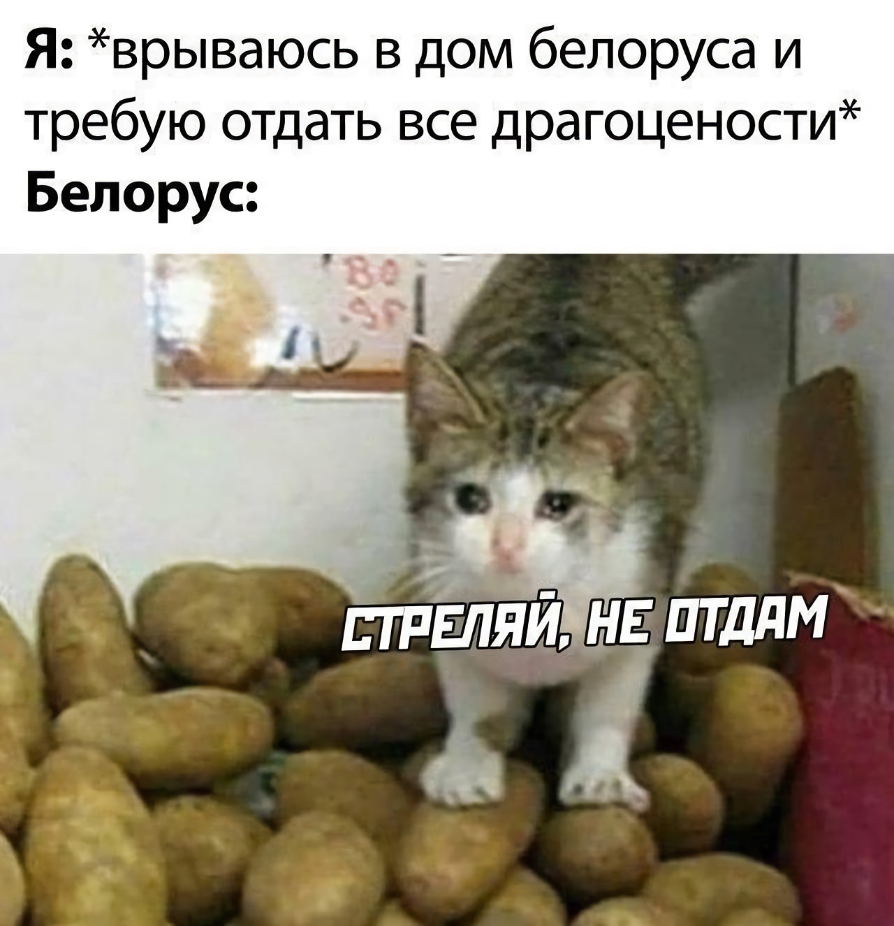 Котам можно картошку. Котик картошка. Кот картошка Мем. Мем про белорусов и картошку. Я врываюсь в дом белоруса.