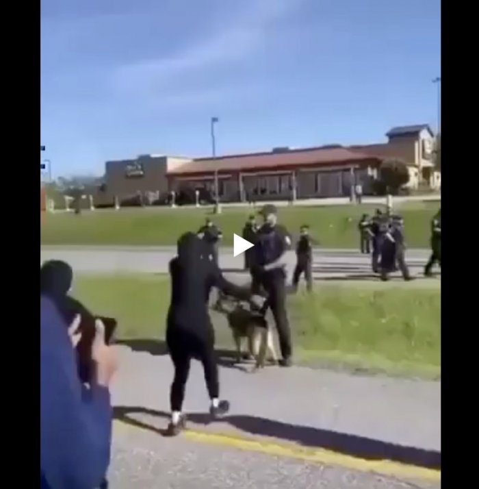 Немецкая овчарка расчищает улицы от демонстрантов