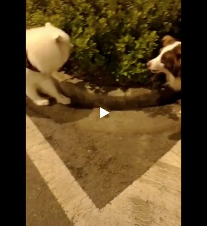 Самый смелый парень на районе