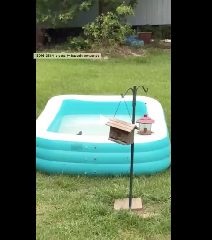 Спасение белочки из бассейна