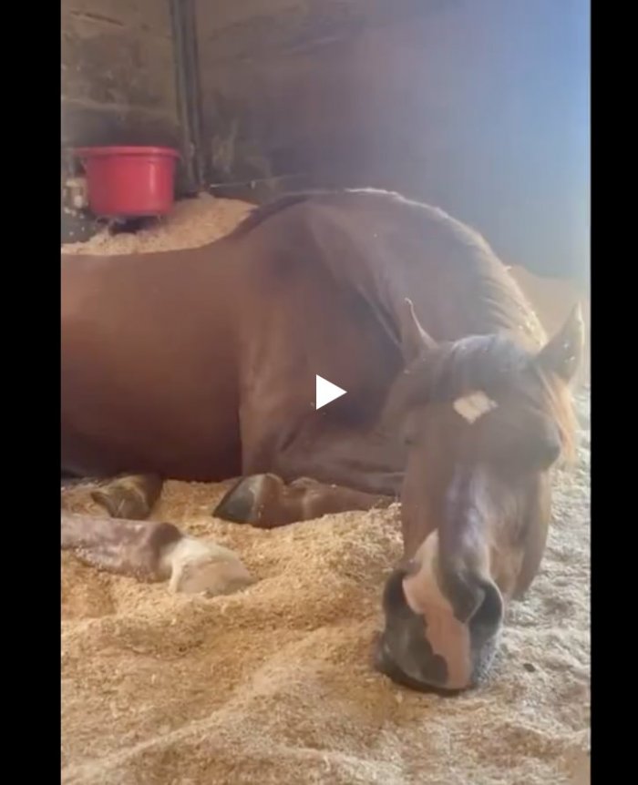 Лошадь разговаривает во сне