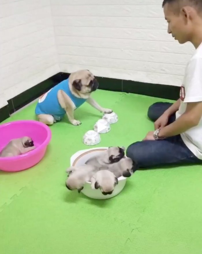 Азартный пёс