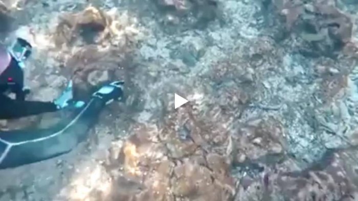 Черепаший кусь