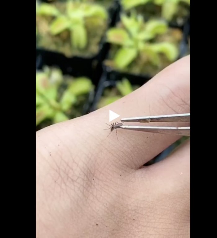 Идеальная месть комару