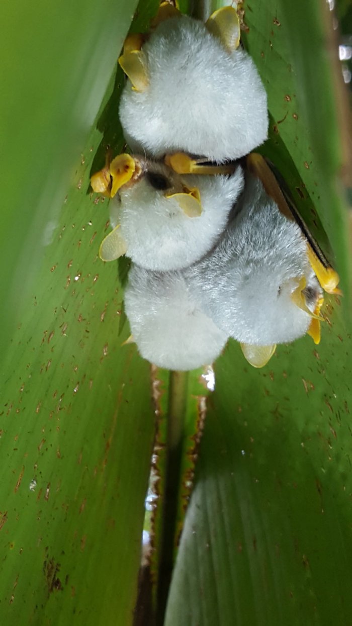 Гондурасские белые летучие мыши, находящиеся под угрозой исчезновения 