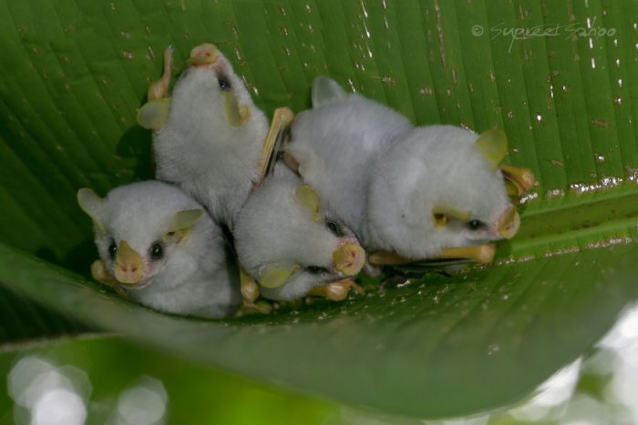 Гондурасские белые летучие мыши, находящиеся под угрозой исчезновения 