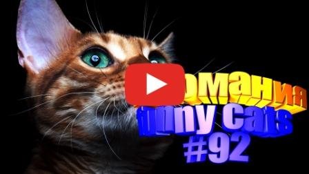 Смешные коты | Приколы с котами | Видео про котов | Котомания #92