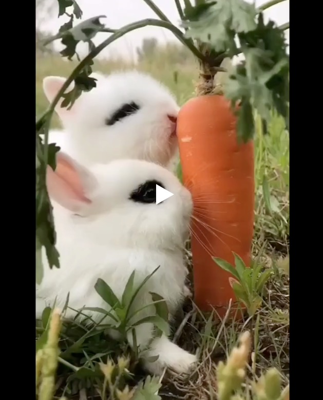 Милота дня: кролики поедают морковь