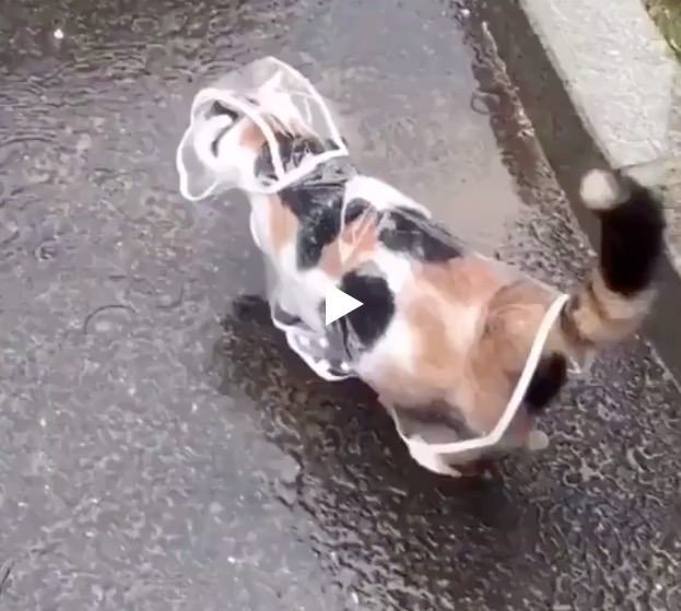 Кошка, которая гуляет в плаще под дождем