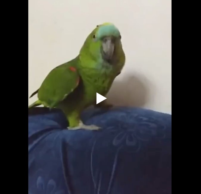 Я: Мам, я хочу на концерт Бейонсе. Мама: У нас есть Бейонсе дома