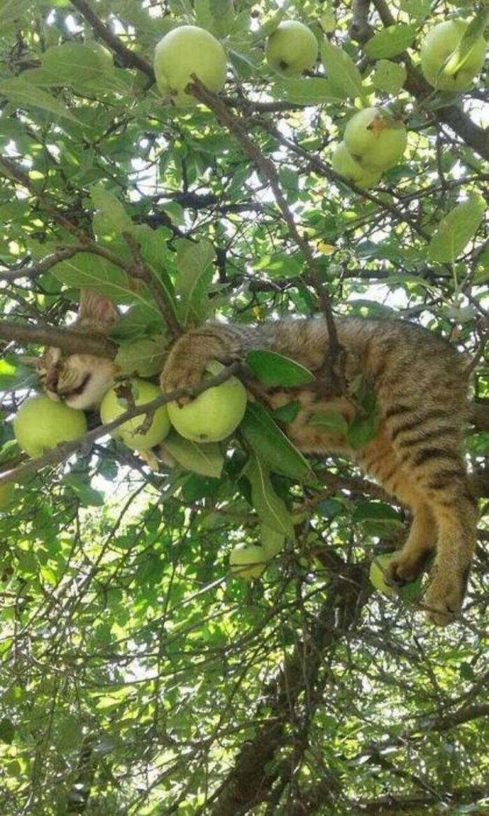 Забавные кошки, которые спят на деревьях