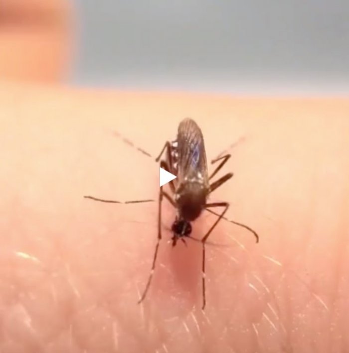Комара сгубила жадность