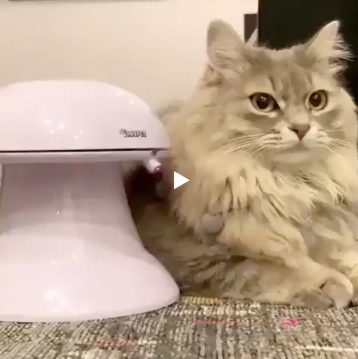 Кот и его новая автоматическая игрушка