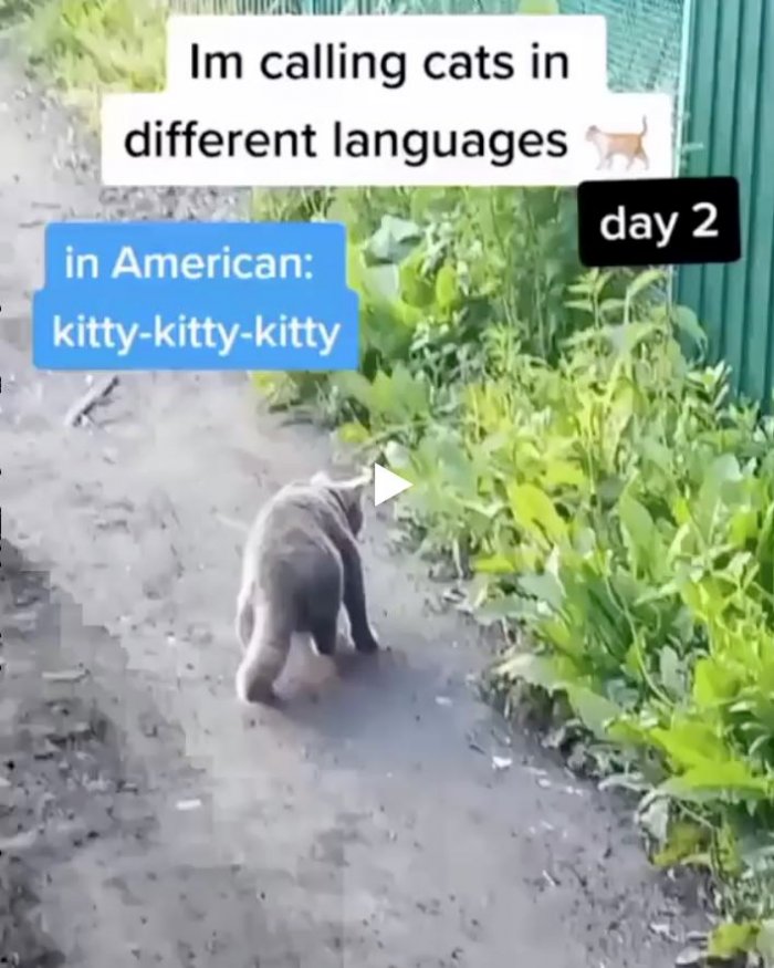 Пока звал кота - захватил Польшу