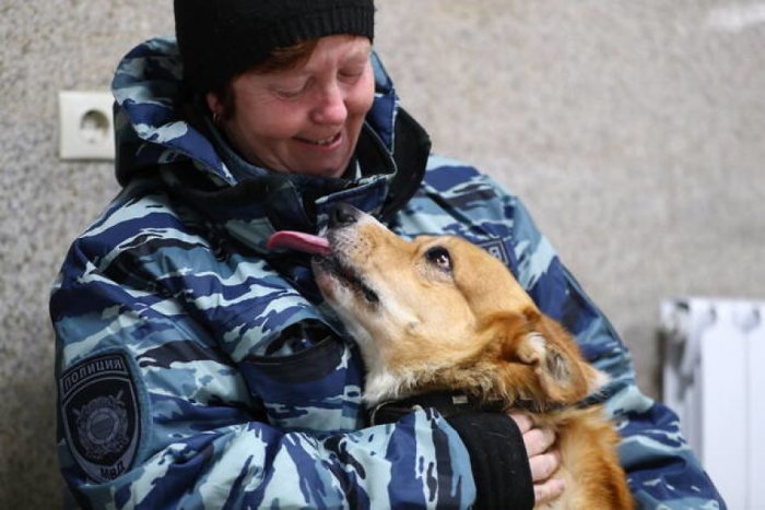 Единственный в России полицейский пёс-корги уходит на пенсию