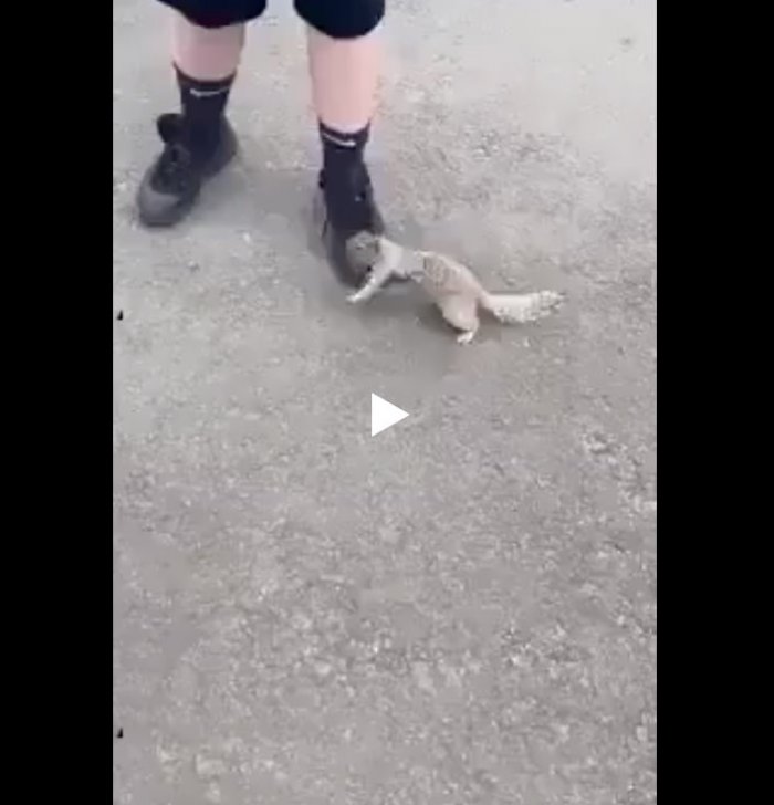 Умная белочка просит водички