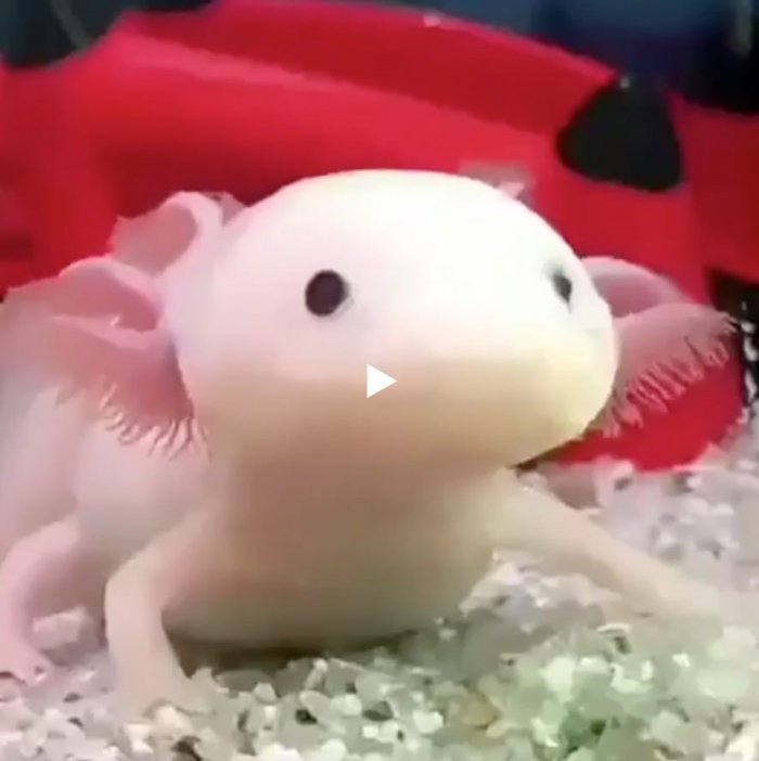 Аксолотль с высоким пингом