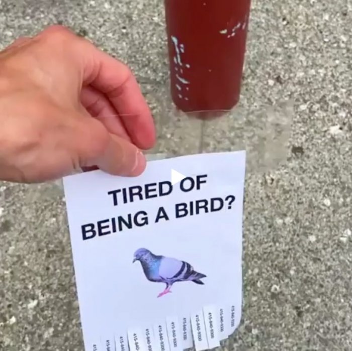 Надоело быть птицей? Звони!