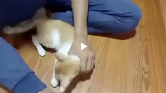 Как подстричь когти коту