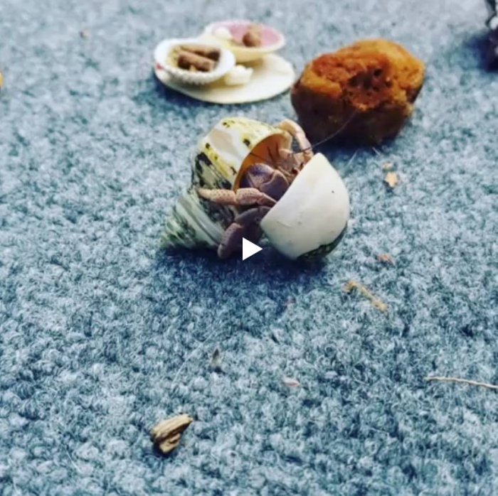 Рак-отшельник переезжает в новую однушку