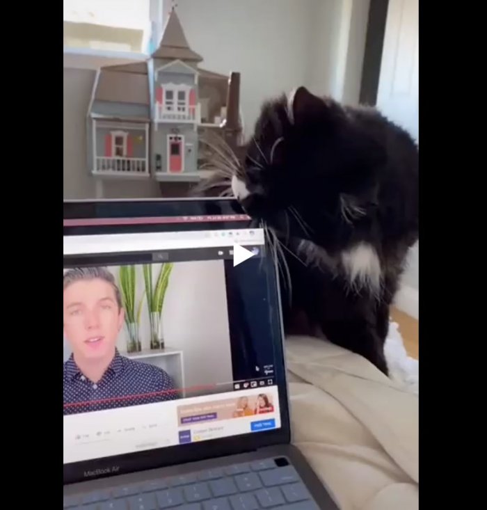 Кот прокусил экран ноутбука