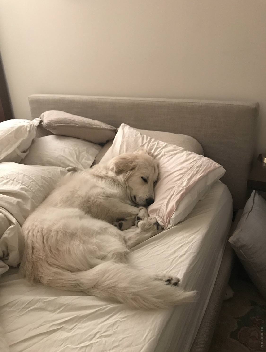 Залезла в постель спящему. Кровать для собаки. Собачка в кровати. Собака в постели. Спящие собаки.