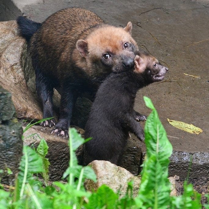 Кустарниковая собака