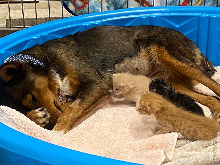 Собака стала мамой для трёх котят-сирот