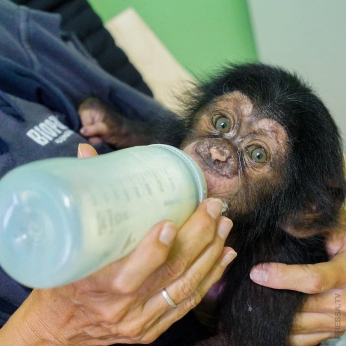 Не та мать, что родила... брошенного шимпанзе усыновила другая