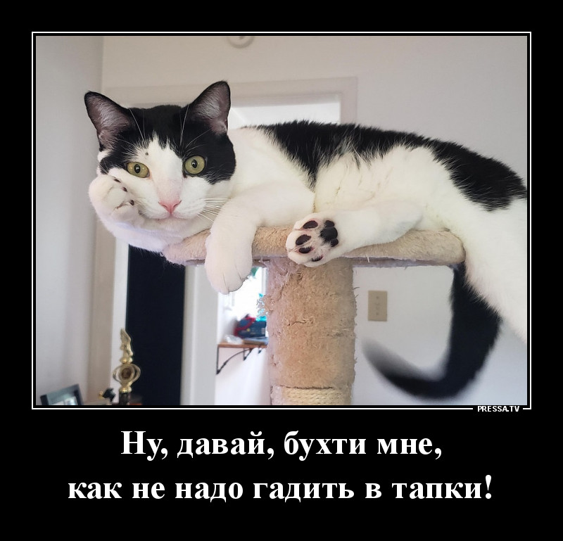 Кот Ученый Фото