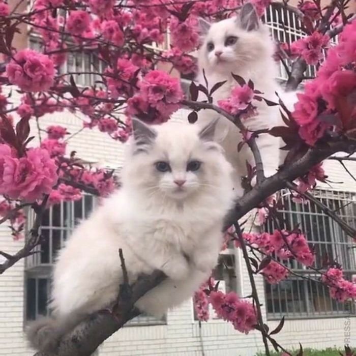 Кошки - любители деревьев