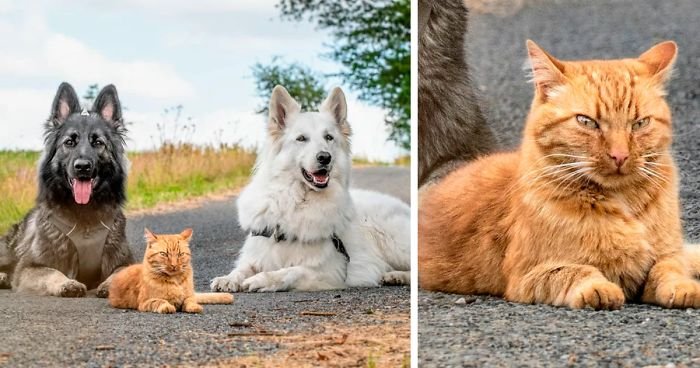 Кот, которого воспитали собаки