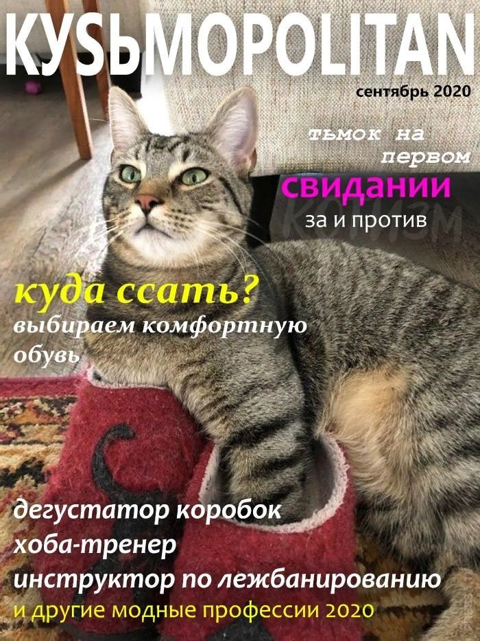 Журнал, который втайне читает ваш кот