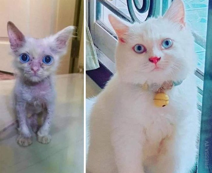 Как любовь и забота меняют кошек