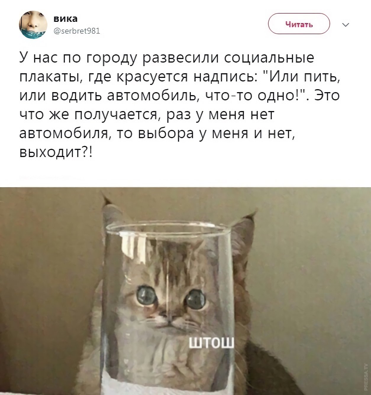 Штош. Штош кот. Кот за стаканом. Штош Мем кот. Кот в стакане.