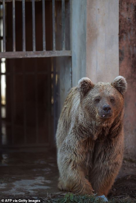В Пакистане закрыли скандально-известный зоопарк Маргазар