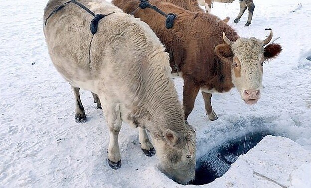 Фермеры Якутии шьют меховые лифчики для коров