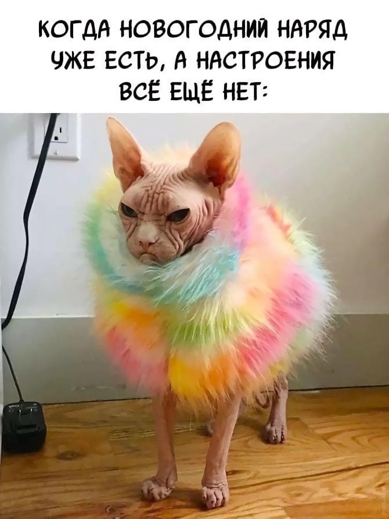 Сфинкс прикольные