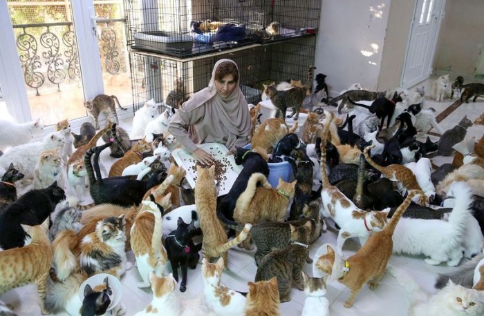Женщина держит в доме 480 кошек и 12 собак 