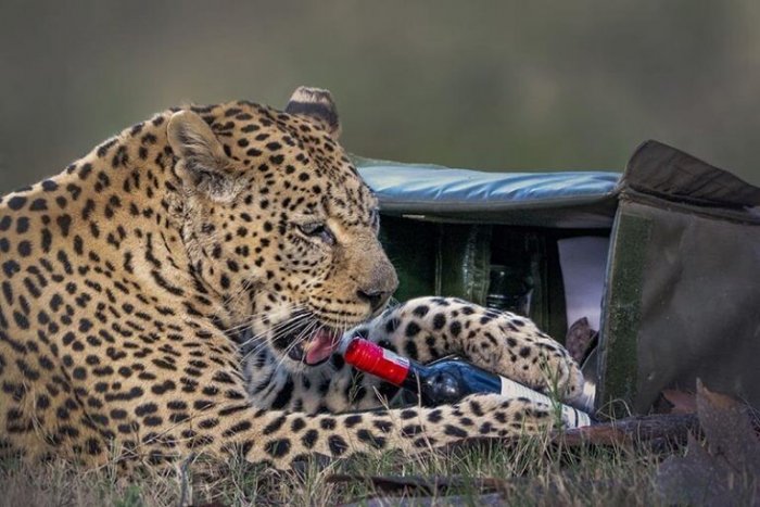 Леопард, который хотел выпить 