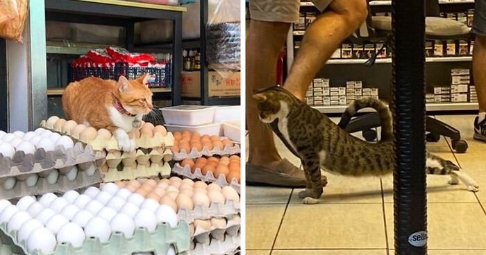 Забавные кошки из магазинов