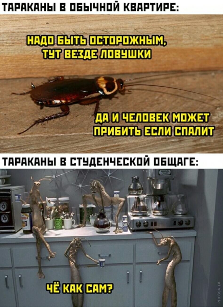 Мемы с тараканами