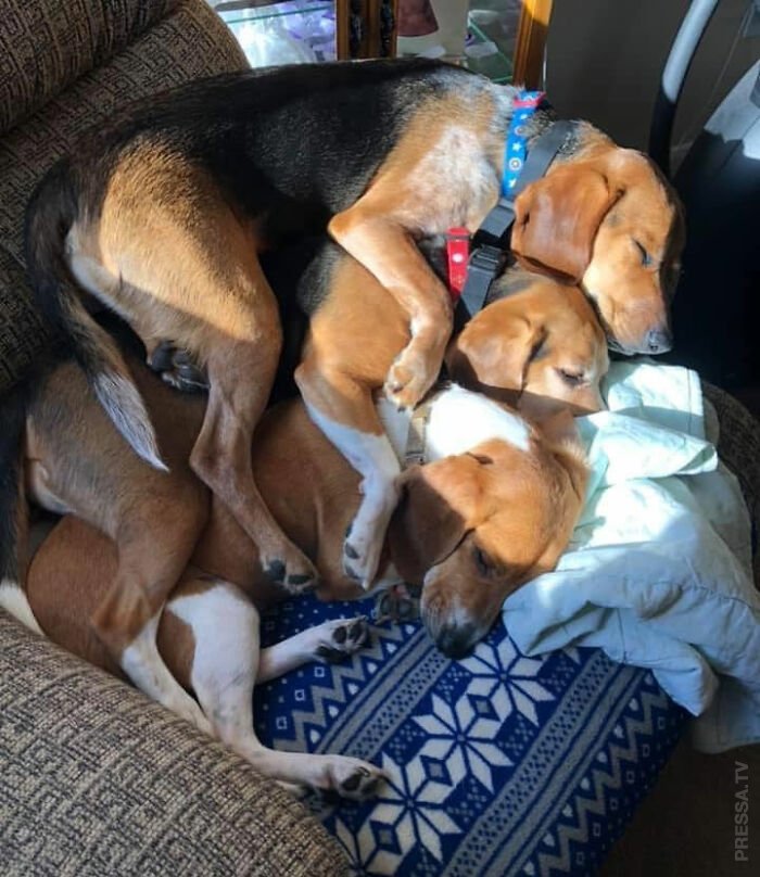 Смешные собаки спят, где попало в неудобных позах