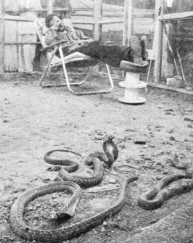 Шокирующий рекорд Гиннесса: трое суток наедине с 72 ядовитыми змеями