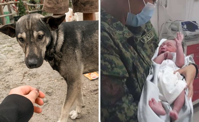 Пёс спас брошенного новорожденного ребёнка