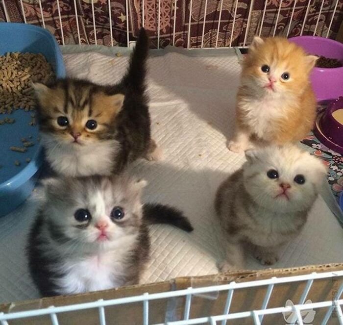 Забавные крошечные котята