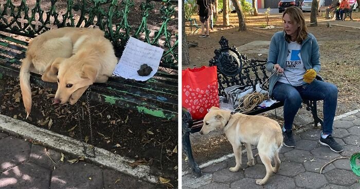Брошенную собаку нашли привязанной к скамейке, рядом лежала записка