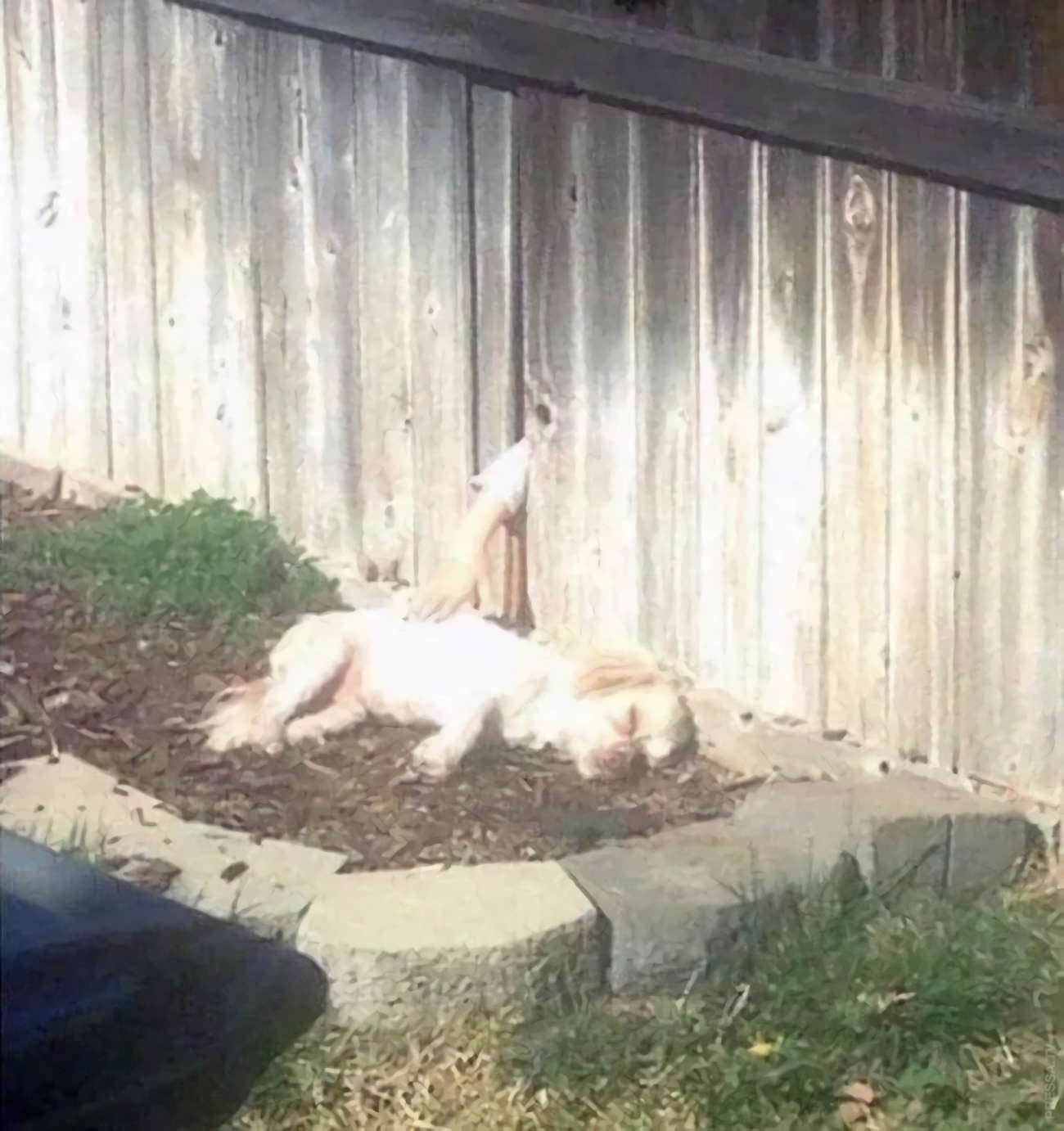 Соседская собака мешает спать. Собака на заборе. Собака за забором.