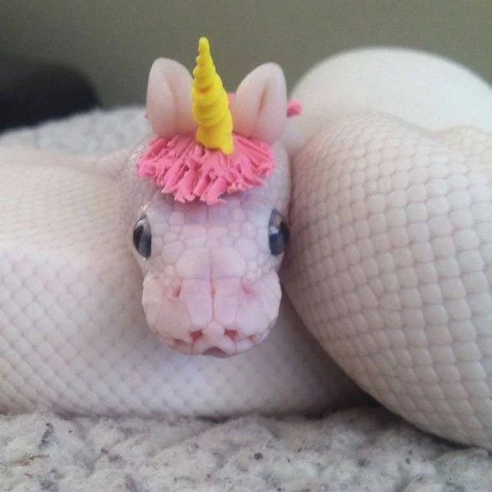 Оказывается, змеи не выглядят страшно в крохотных шляпах